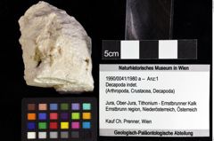 Foto (Objket + Etiketten) von Decapoda indet. 